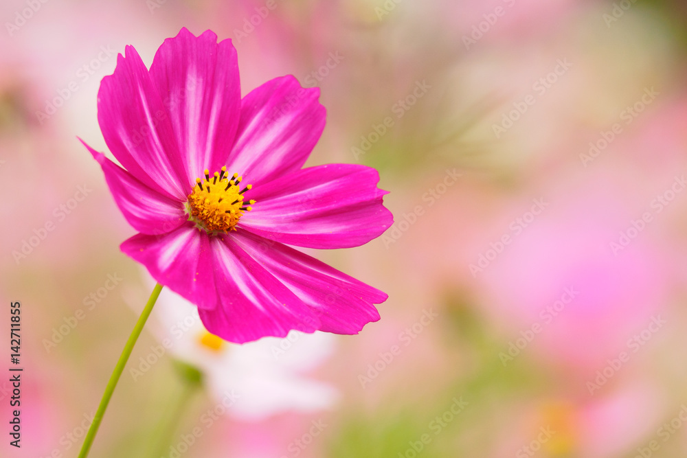 Obraz premium 美しい一輪のコスモス
