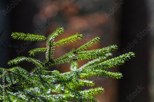 Fir foliage on Seurasaari island in Finland photo