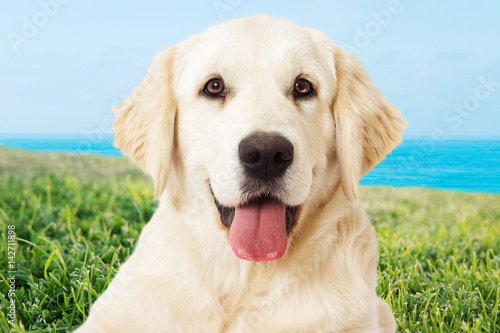 portrait Golden retriever on a background of green grass