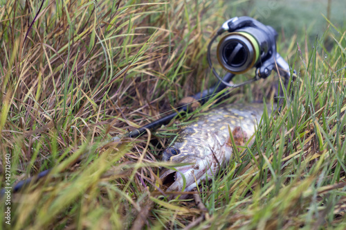 Fish caught on jig lure. photo