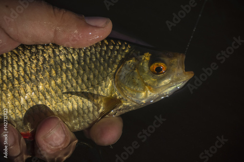 Fototapeta Naklejka Na Ścianę i Meble -  Fish caught by fly fishing tackle.