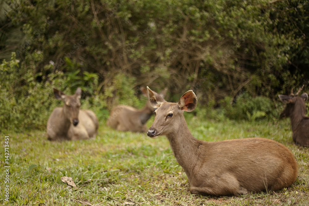 One hot afternoon in Thong Pha Phum National Park, the group Samba Deer are resting nearby the jungle.