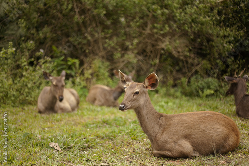 One hot afternoon in Thong Pha Phum National Park, the group Samba Deer are resting nearby the jungle.