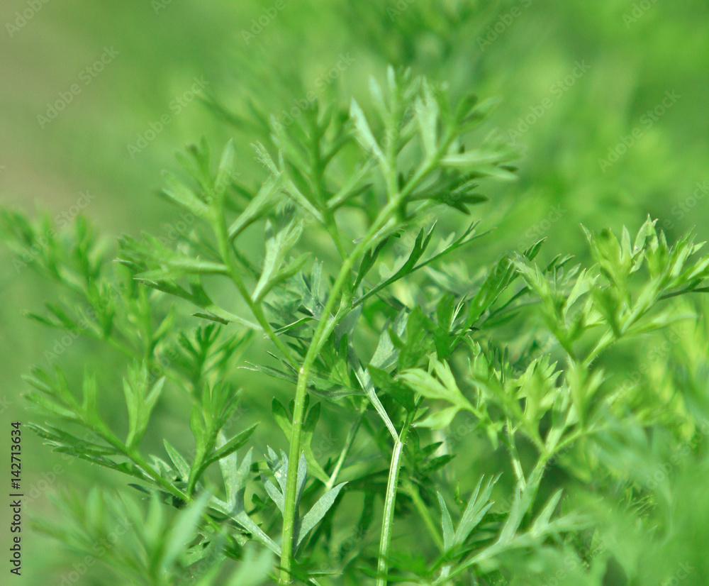 Parsley Parsley