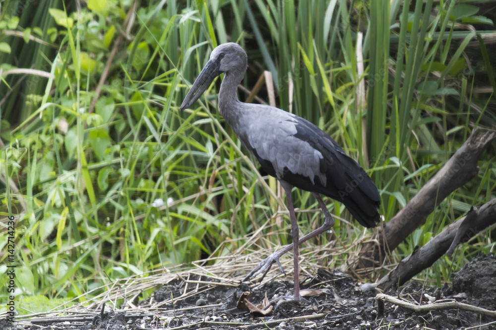Naklejka premium Painted Stork feeding on the land nearby steam