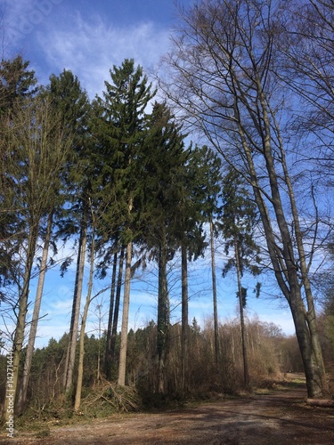 Wallpaper Mural Idylle im Wald Torontodigital.ca