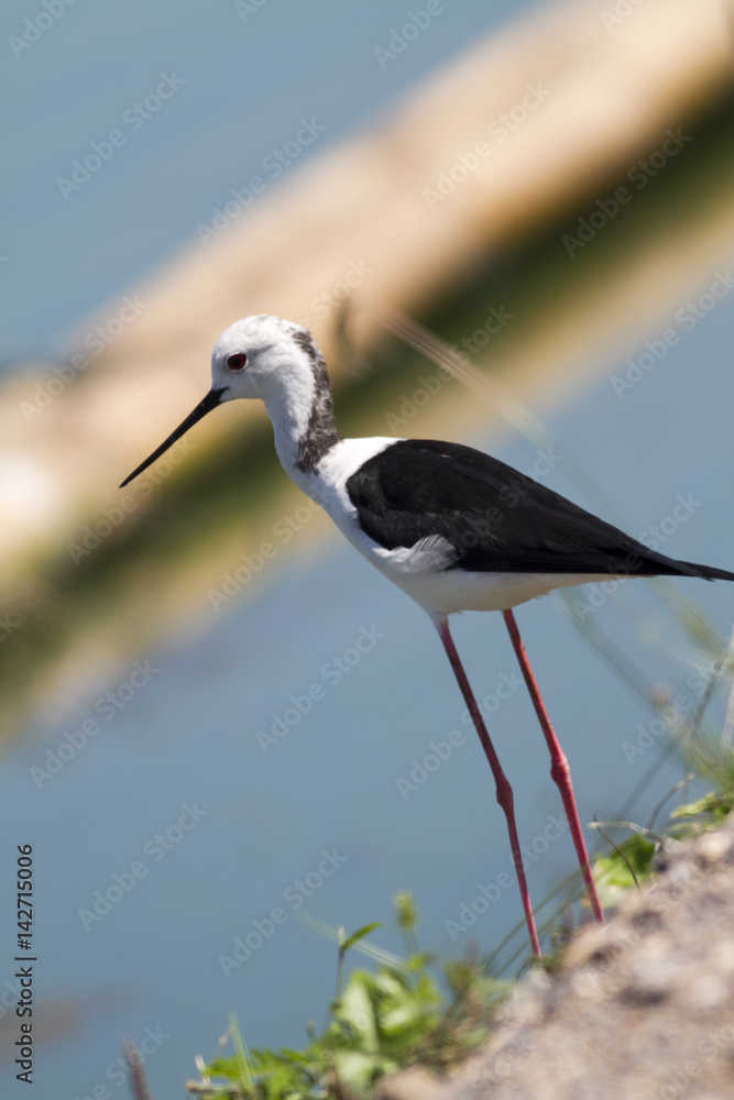 Obraz premium A hungry Black-winged Stilt walking on the coast, It is looking for preys.