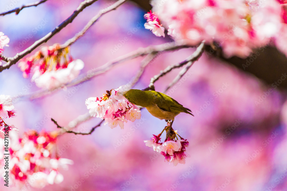 The Japanese White-eye and cherry blossoms. Located in Tokyo Prefecture Japan. The Japanese White-eye and cherry blossoms. Located in Tokyo Prefecture Japan.