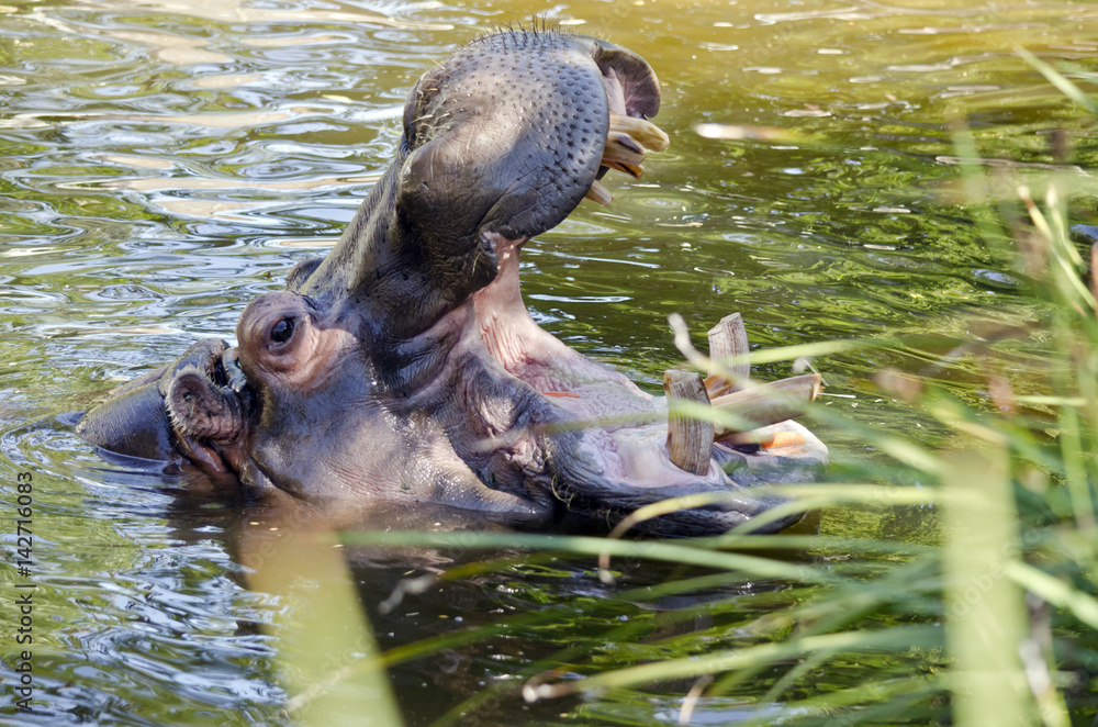 Fototapeta premium hippopotamus