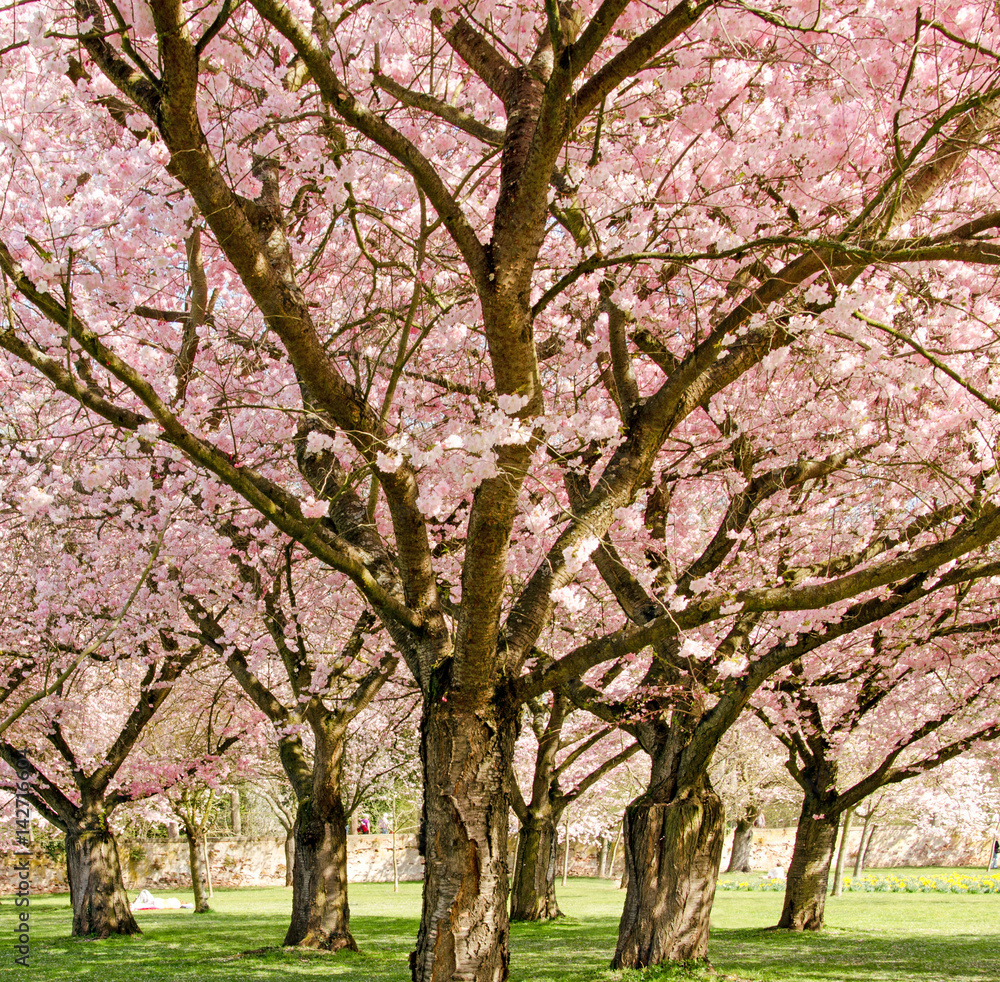 Japanische Kirschblüten, Frühlingserwachen, Glückwunsch, alles Liebe: Verträumte Kirschblüten im Frühling :) Japanische Kirschblüten, Frühlingserwachen, Glückwunsch, alles Liebe: Verträumte Kirschblüten im Frühling :)