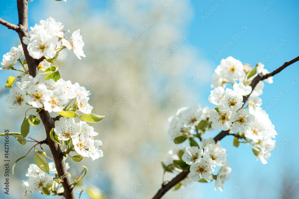Beautiful cherry blossoms with blue sky. Spring. Beautiful cherry blossoms with blue sky. Spring.