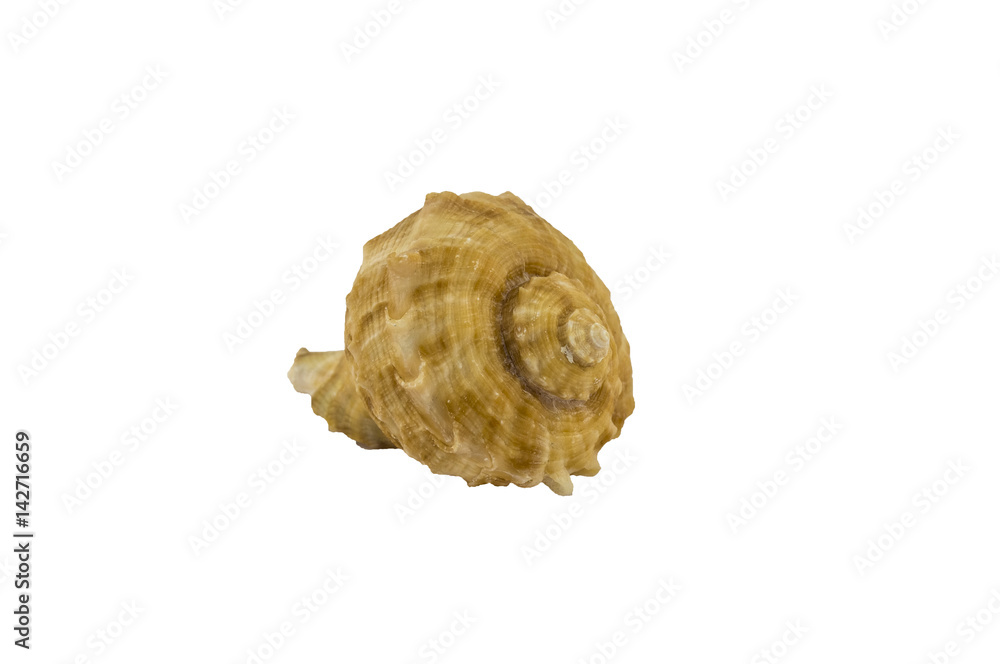 Seashell. Isolated on white background. Seashell. Isolated on white background.
