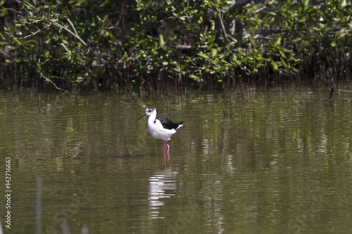   A hungry Black-winged Stilt walking on the coast  It is looking for preys.