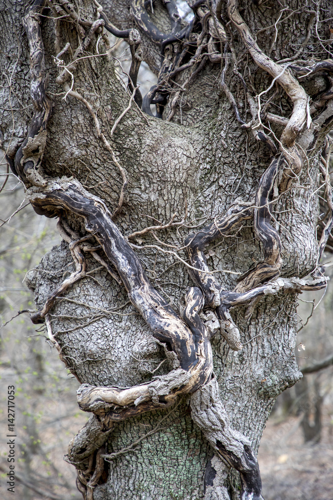 Baum,Baumstamm