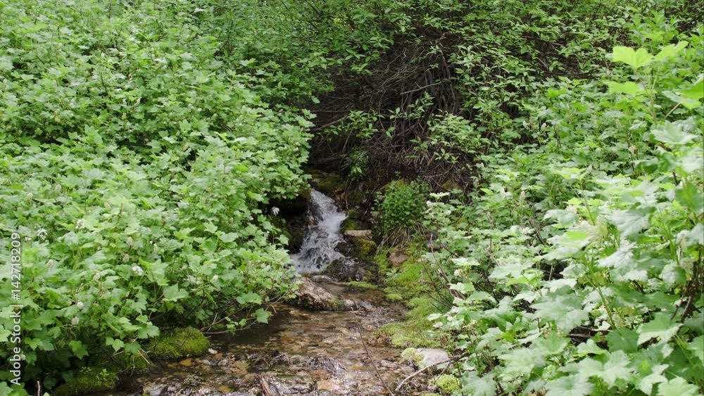 Panning view of small creek flowing through green plants. Panning view of small creek flowing through green plants.