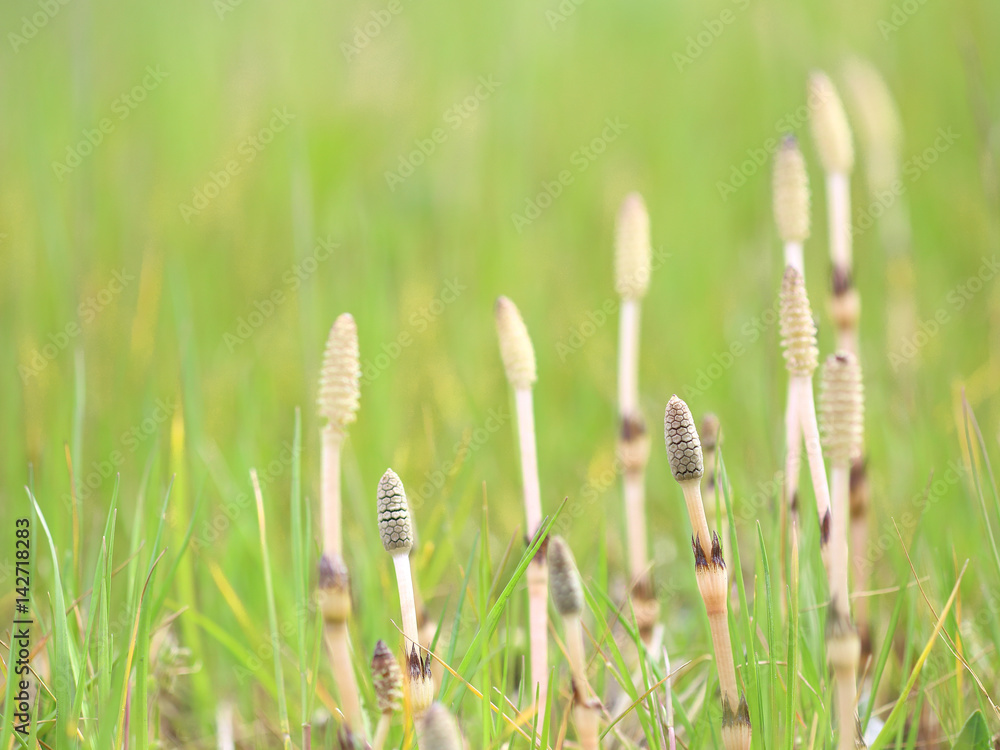 ツクシ　早春のイメージ