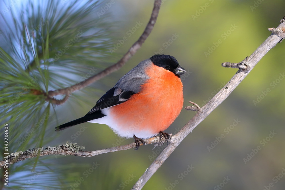 Fototapeta premium Nucifraga caryocatactes. Nutcracker feeds on nuts