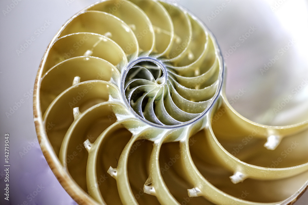 Nautilus Nautilus