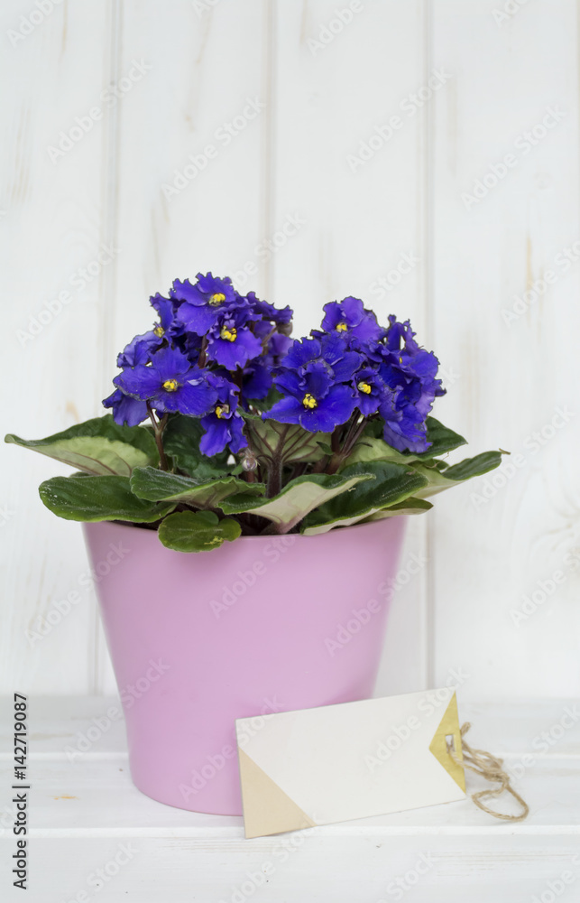 african violet pot flowers with message card on a white wooden background african violet pot flowers with message card on a white wooden background