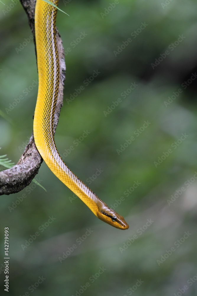 Grey-tailed Racer (Red-tailed Racer) in Borneo, Malaysia - ホソツラナメラ ...