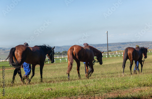 Race Horses Grooms Training Landscape