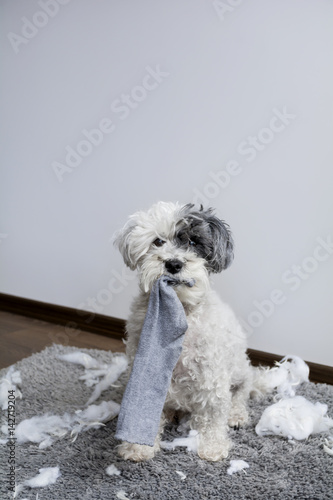 Fototapeta Naklejka Na Ścianę i Meble -  Naughty poodle dog with sock in the mouth  made a mess at home