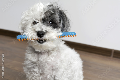 Fototapeta Naklejka Na Ścianę i Meble -  cute dog with comb in the mouth 