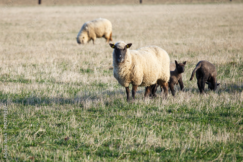 Sheep with lambs on pasture, spring time Sheep with lambs on pasture, spring time