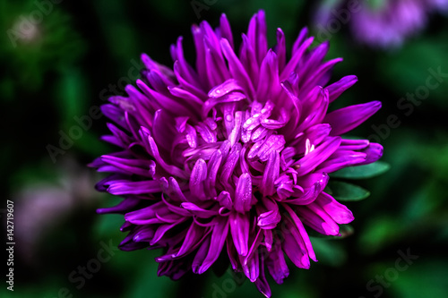 Aster flower growing in the summer garden. 