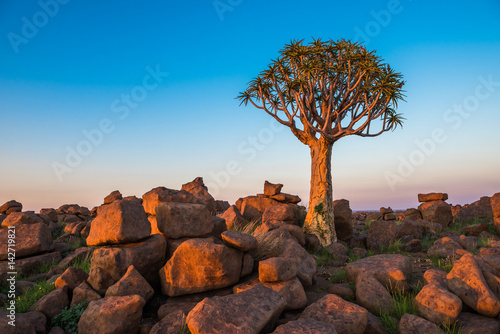 Фотография The quiver tree, or aloe dichotoma, Keetmanshoop, Namibia