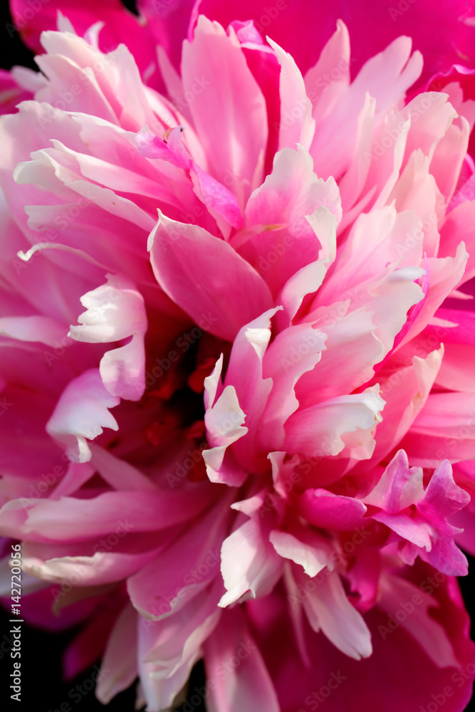 Peony flower growing in the summer garden.