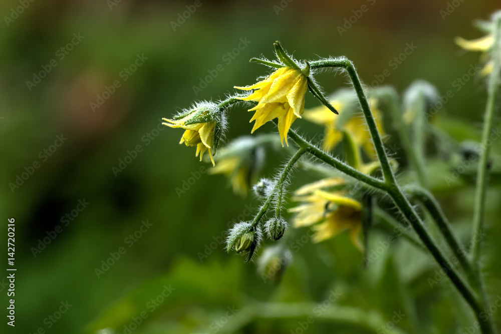 A flower of a tomato growing in a summer garden.