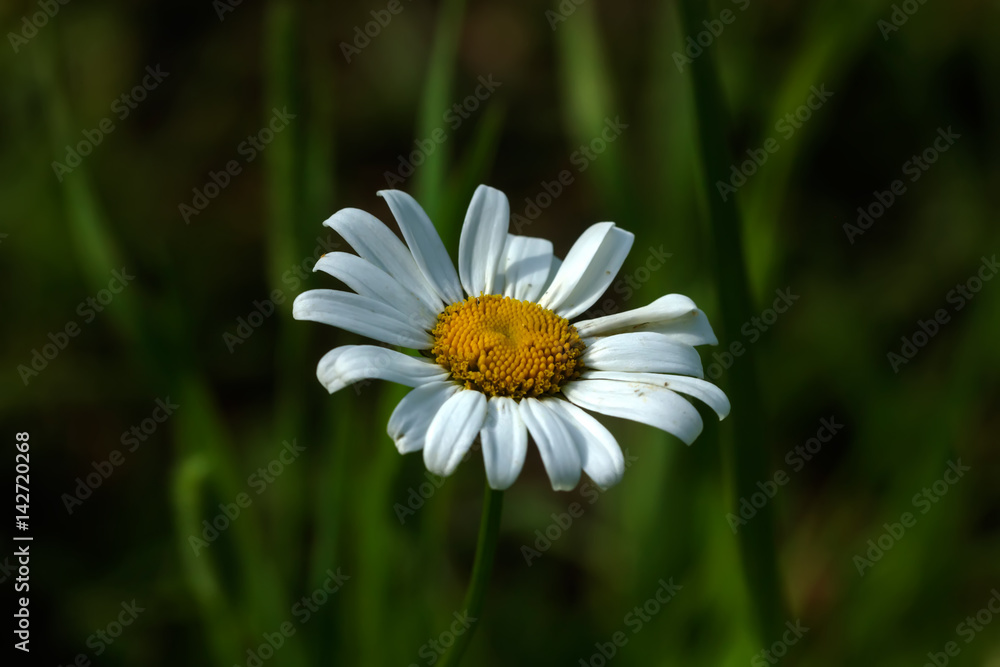 Obraz premium A chamomile flower growing on a summer meadow. 