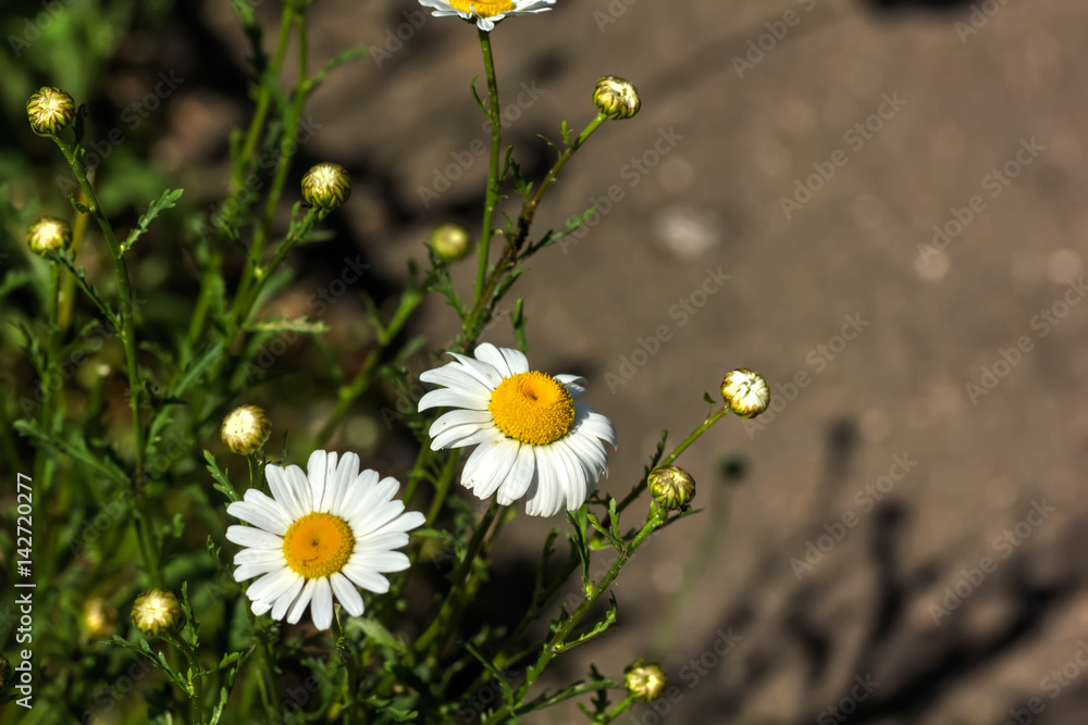 A chamomile flower growing on a summer meadow.