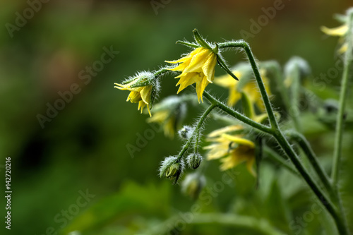 Obraz na płótnie A flower of a tomato growing in a summer garden. w salonie