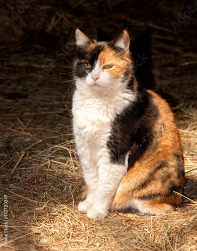 Photography Beautiful calico cat against dark background, spot lit by skylight