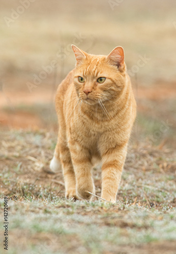 Ginger tabby cat walking towards the viewer outdoors