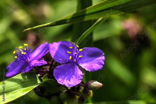 Obraz na płótnie Tradescantia. Garden flower. The flower of the spiderwort growing in the summer garden. w salonie