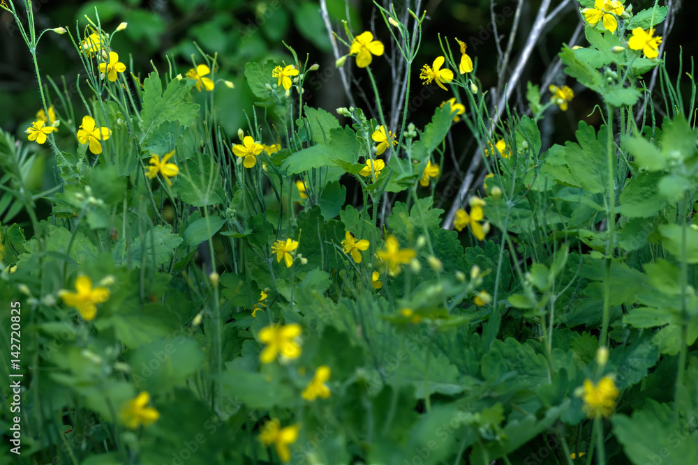 Flower celandine growing on the edge of the summer forest.