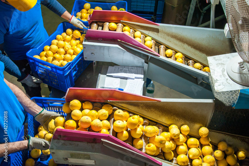 Primofiore lemons of the variety Femminello Siracusano during the manual packaging process in a modern production line photo