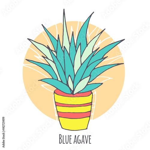 Vector blue agave illustration, hand drawn sketch set with cactus in flowerpot. Mexican style design with desert succulent