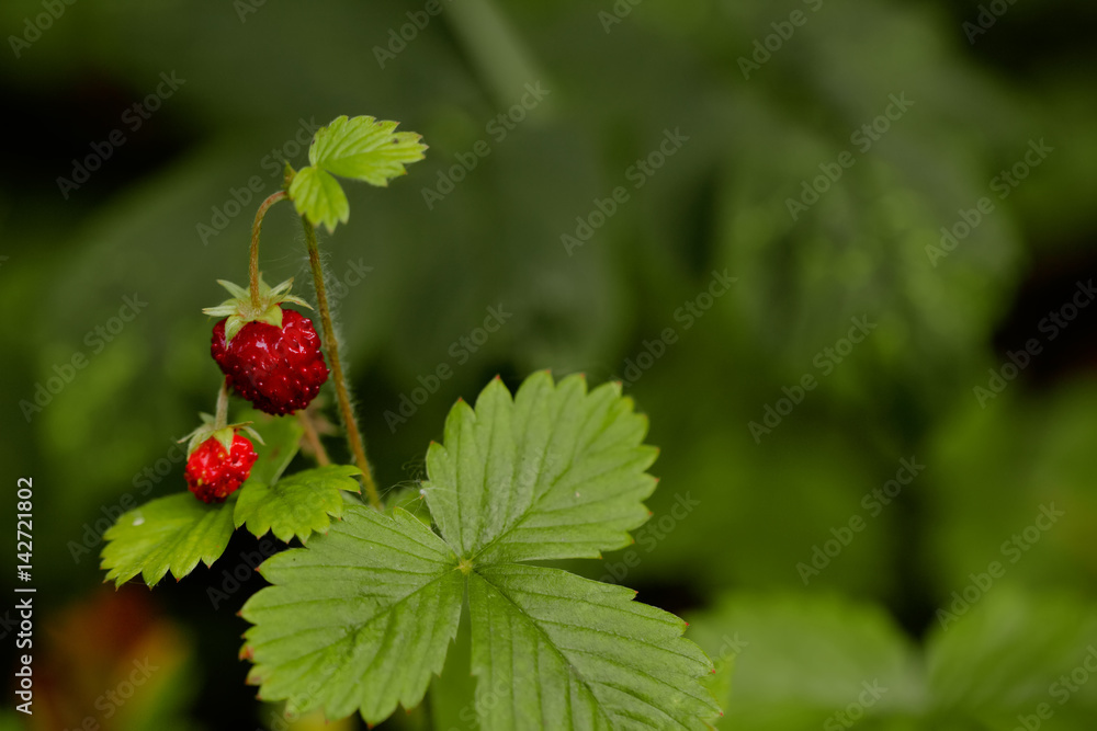 Berry strawberries growing in the summer forest. Berry strawberries growing in the summer forest.