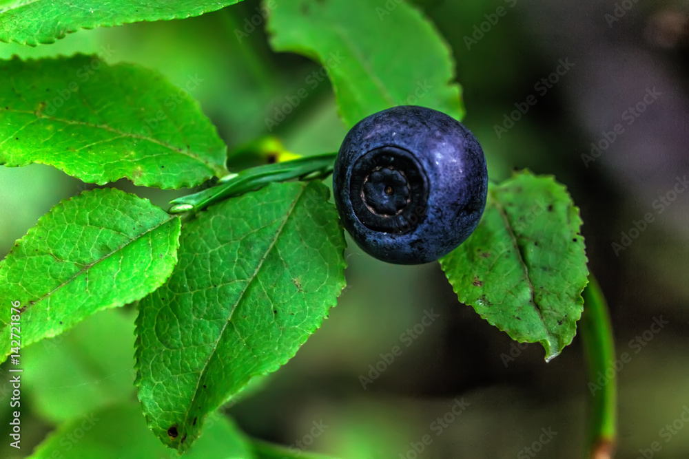 The berry of blueberries growing in the summer forest. The berry of blueberries growing in the summer forest.