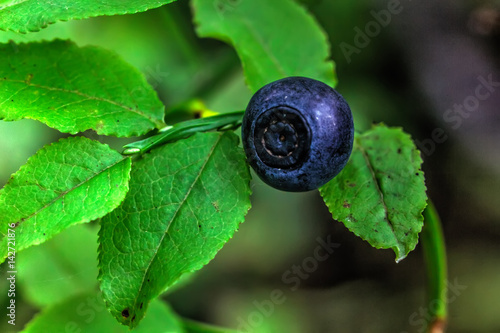 Obraz na płótnie The berry of blueberries growing in the summer forest. w salonie