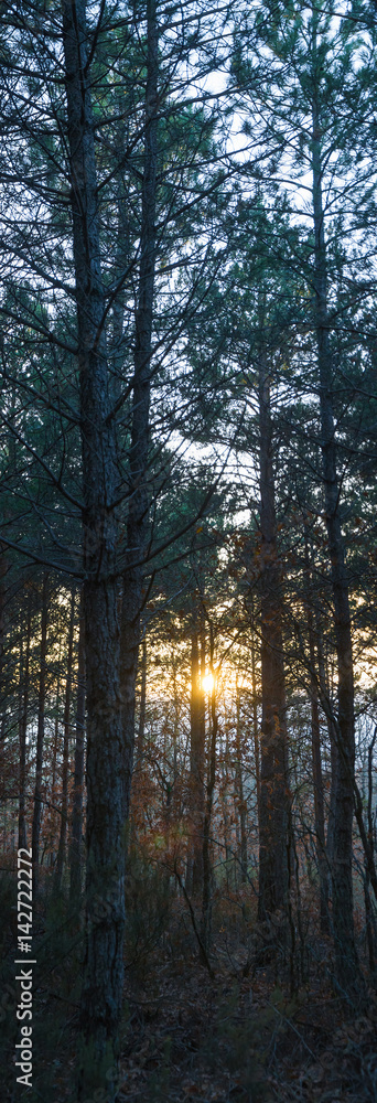 Panorama vertical de bosque de altos pinos con el sol de atadecer poniendose entre los troncos 