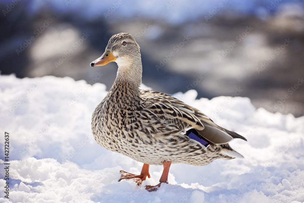 Duck on snow Duck on snow