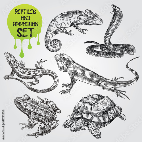 Set of hand drawn Reptiles and amphibian isolated on white background. chameleon, frog, snake, lizart, turtle in sketch style. Retro hand-drawn Reptiles and amphibian vector illustration.