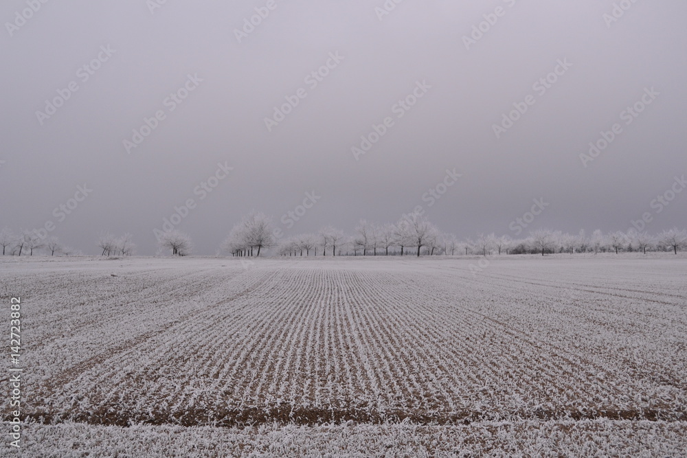 Obraz premium Feld im Winter