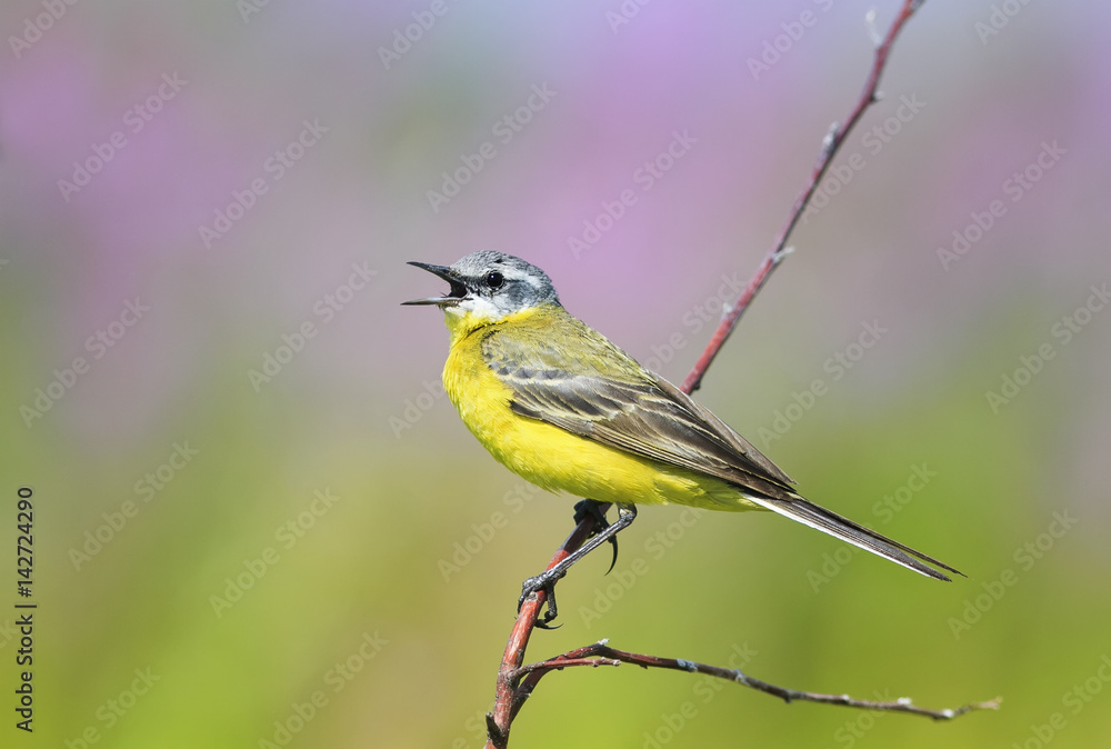 bird is the yellow Wagtail sings while sitting on a Sunny bright meadow bird is the yellow Wagtail sings while sitting on a Sunny bright meadow
