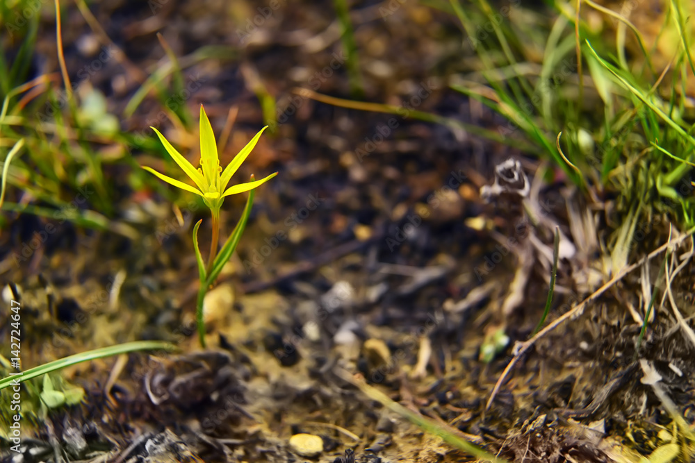 A small yellow flower on bare ground after a spring fire.
A small yellow flower on bare ground after a spring fire.